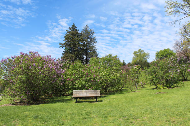 Bench with a view of the lilacs in Highland Park, Rochester, NY stock photo