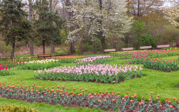 Benches encircle a tulip garden stock photo