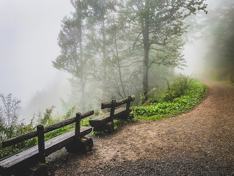 Benches in the Black Forest when there is fog.