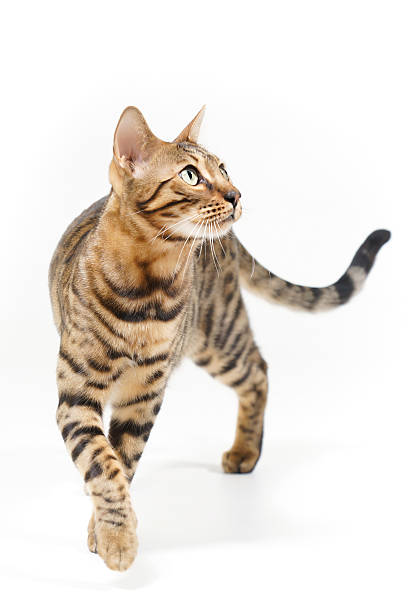 Bengal Cat attentive looking Bengal Cat walking towards Viewer, attentive looking, on white Background bengals stock pictures, royalty-free photos & images