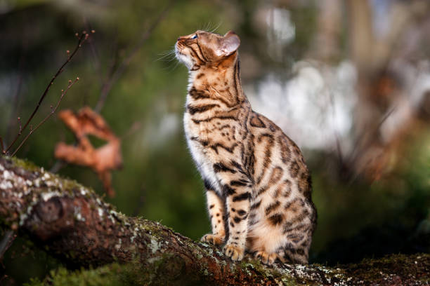 Bengal Cat brown outdoor Bengal Outdoor, sitting on Branch of autumnal Tree, blurred Foliage Backgound bengals stock pictures, royalty-free photos & images