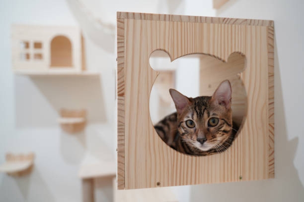 Wall shelf cat Wall decoration for cat Cat hiding place Wooden cat home Pet House Cat wall mount Light cat house Modern cat bed Cat cave 