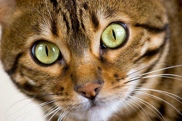 Bengal Cat Face stock photo