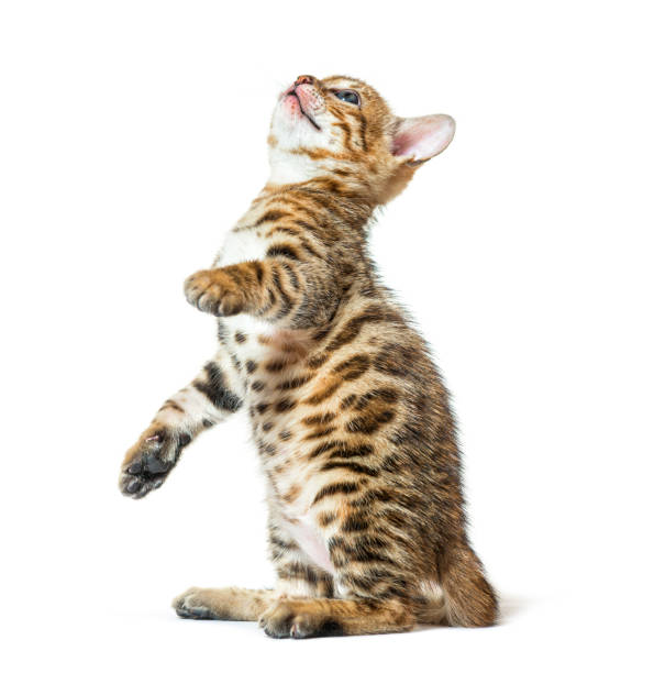 Bengal cat kitten looking up on its hind legs, six weeks old, isolated on white Bengal cat kitten looking up on its hind legs, six weeks old, isolated on white belgique foot stock pictures, royalty-free photos & images