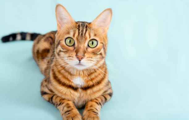 gato bengalí yace sobre un fondo turquesa. retrato de un lindo gato doméstico. - bengals fotografías e imágenes de stock