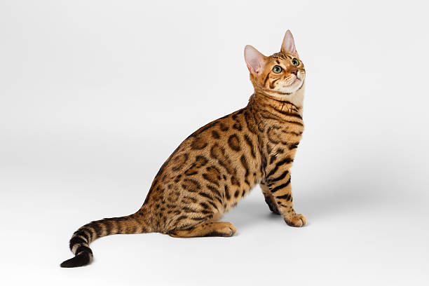 bengal cat on white background and looking up - bengals stok fotoğraflar ve resimler