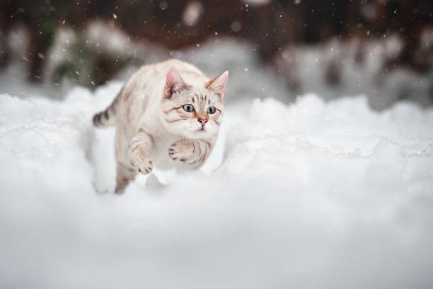 bengal katt utomhus - cat snow bildbanksfoton och bilder
