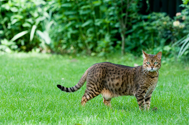 Bengal Cat Bengal Cat in green surrounding bengals stock pictures, royalty-free photos & images