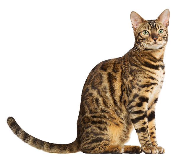 Bengal cat Bengal cat bengals stock pictures, royalty-free photos & images