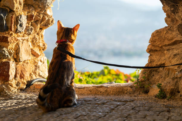 un gato de bengala se sienta con una correa y mira a lo lejos a través de un agujero en una pared de piedra. - bengals fotografías e imágenes de stock