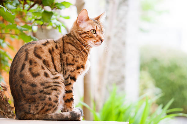 Bengal Cat sitting on Garden Table Bengal Cat sitting relaxed on garden Table bengals stock pictures, royalty-free photos & images