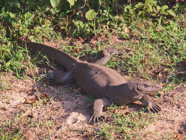 A Bengal Monitor Lizard sunbathes on the dry ground in Yala National Park stock photo