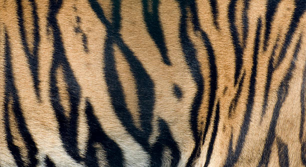 Bengal Tiger fur close up stock photo