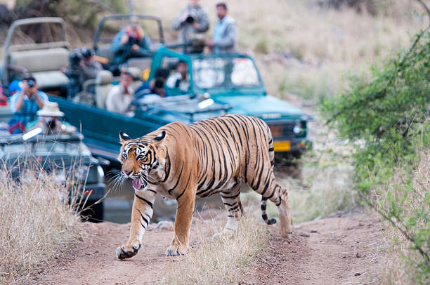 Bengal tiger getting photographed by people in a jeep Bengal tiger getting photographed by people in a jeep - national park ranthambore in india - rajasthan rajasthan stock pictures, royalty-free photos & images