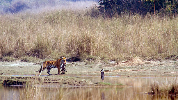 Bengal tiger in Bardia national park , Nepal species Panthera tigris tigris terai stock pictures, royalty-free photos & images