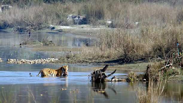 Bengal tiger in Bardia national park , Nepal species Panthera tigris tigris chitwan stock pictures, royalty-free photos & images