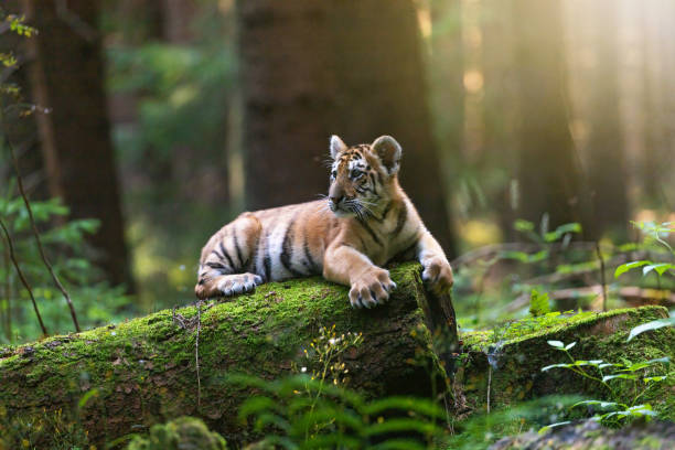 Bengal tiger is lying on the tree trunk stock photo
