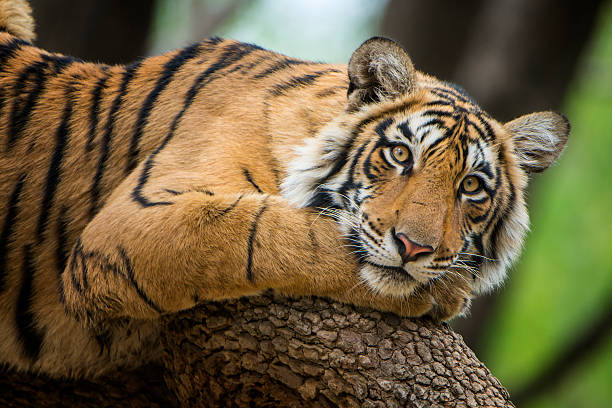 Bengal tiger (Panthera tigris tigris) on a tree, wildlife shot A juvenile Bengal tiger (also called "Royal Tiger", Panthera tigris tigris) is resting on a tree. The Bengal Tiger is critical endangered, the total population was estimated in 2011 at fewer than 2,500 individuals with a decreasing trend.  bengal tiger stock pictures, royalty-free photos & images