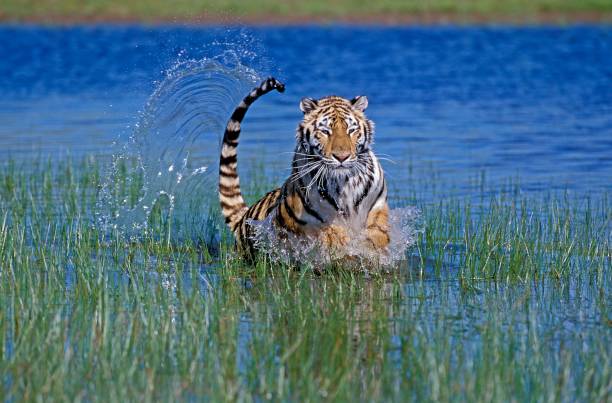 Bengal Tiger, panthera tigris tigris, Adult running through Water stock photo