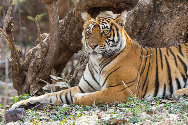 A tigeress  (Bengal tiger, also called "Royal Tiger", Panthera tigris tigris) lying in the jungle of Ranthambhore National Park in Rajasthan/Indian.The Bengal Tiger is critical endangered, the total population was estimated in 2011 at fewer than 2,500 individuals with a decreasing trend. 