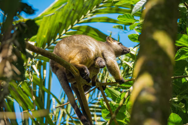 Bennetts Tree Kangaroo Bennetts Tree Kangaroo with baby Tree Kangaroo stock pictures, royalty-free photos & images
