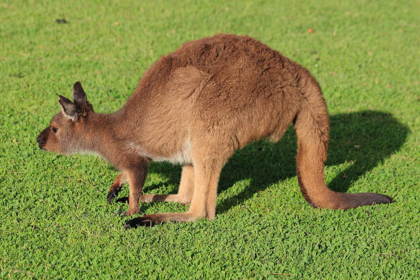 Bennett's wallaby, Macropus rufogriseus rufogriseus, in a farm, Port Lincoln, South Australia stock photo