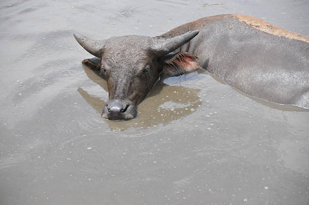 beraka, timor leste: búfalo-da-índia - timor hot imagens e fotografias de stock