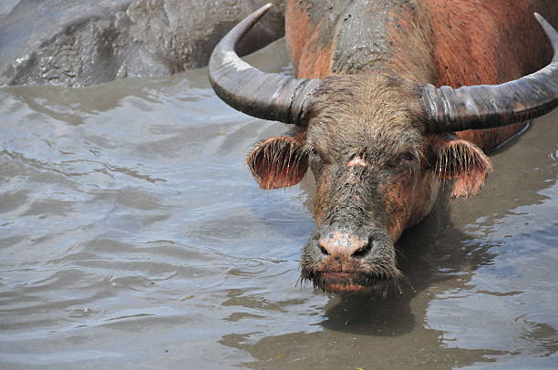 beraka, timor leste: búfalo-da-índia - timor hot imagens e fotografias de stock