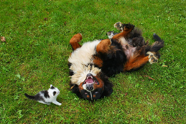 Bernese mountain dog and a young cat stock photo
