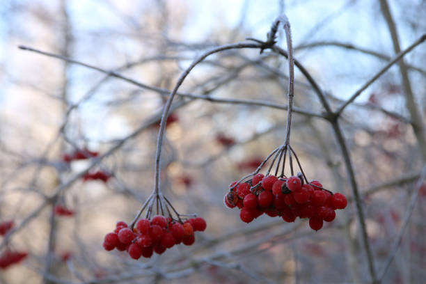 ягоды ясеня кабана - eileen ash стоковые фото и изображения