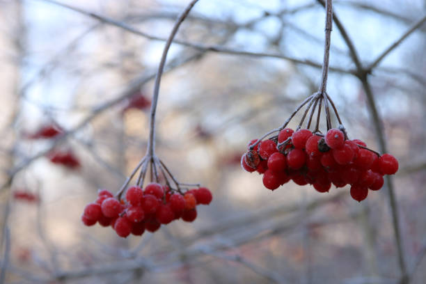 ягоды ясеня кабана - eileen ash стоковые фото и изображения