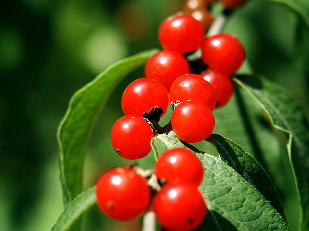 Berries on a Branch stock photo