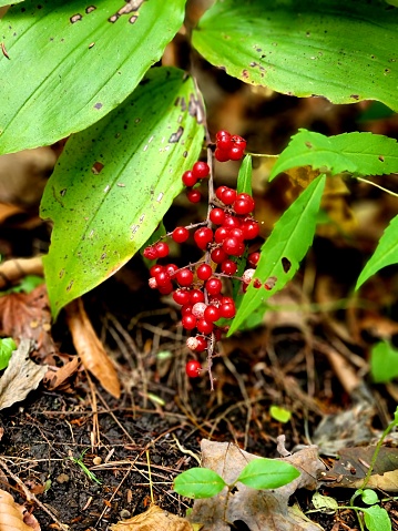 A photo of wild berries