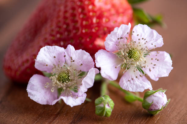 Berry Blossom with Strawberry stock photo