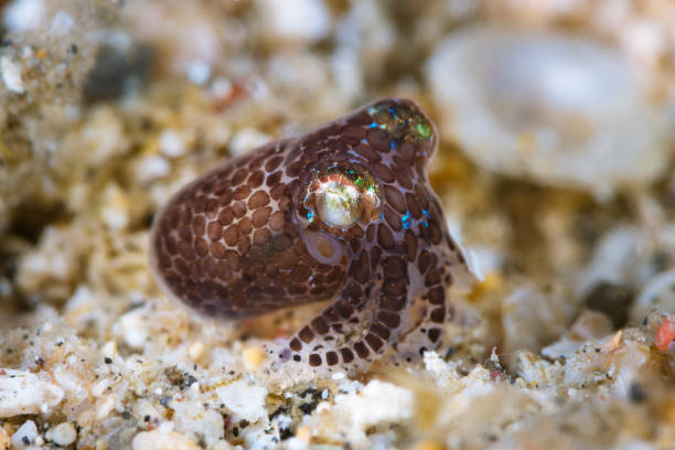 Berry’s Bobtail Squid Berry’s Bobtail Squid (Euprymna berryi), also called hummingbird bobtail squid, (7 mm in size), over white sand. Horizontal, side image. It’s probably a juvenile and appears to be covered in some sort of mucus. 
Underwater macro photography taken in Lembeh, Manado - Indonesia. bobtail squid stock pictures, royalty-free photos & images