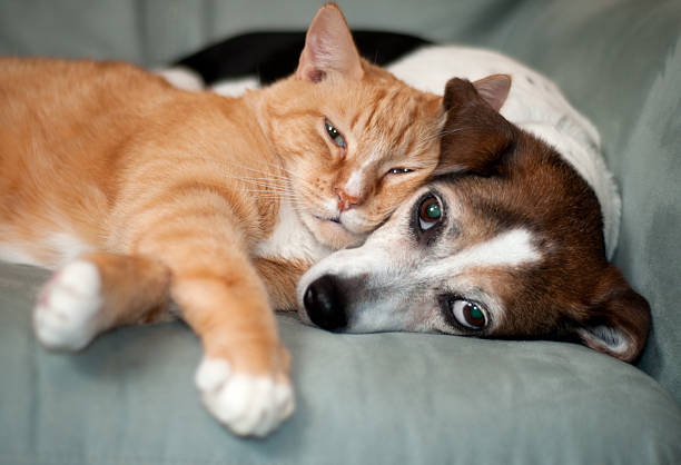 best friends cat and dog laying on couch together dog and cat stock pictures, royalty-free photos & images