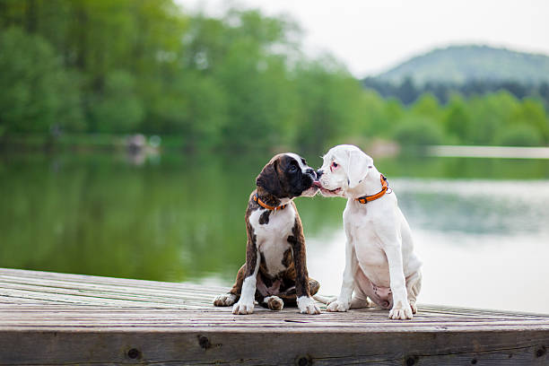 Best friends Picture of two German boxer puppies kissing. boxer puppies stock pictures, royalty-free photos & images