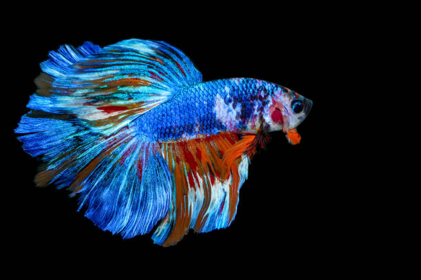 Betta fish isolated on black background, siamese fighting fish, betta splendens (Half moon betta) Betta fish isolated on black background, siamese fighting fish, betta splendens (Half moon betta) betta fish tired stock pictures, royalty-free photos & images