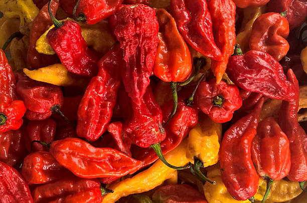 Bhut Jolokia Red Pepper stock photo