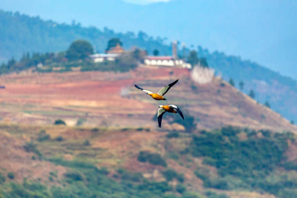 Bhutan Ducks Flying past Monastery stock photo