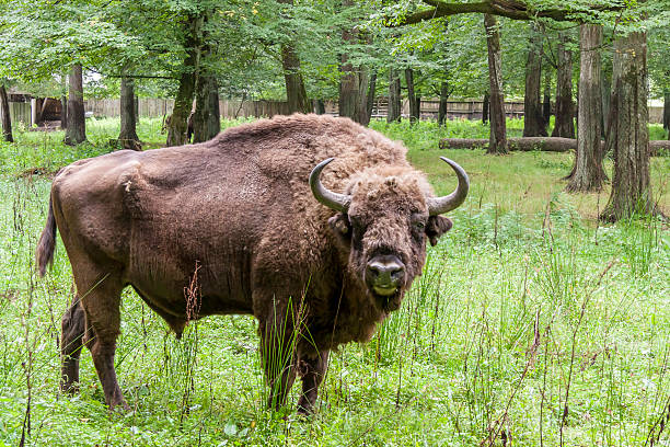 Bialowieski National Park - Poland. Aurochs head. stock photo