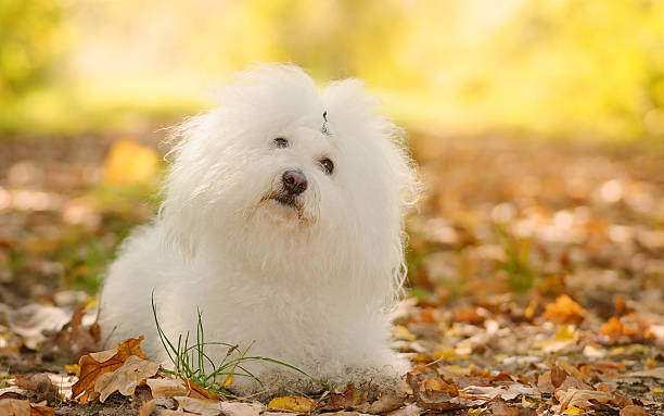 Bichon bolognese dog relax in park Bichon bolognese dog relax in the park bolognese sauce stock pictures, royalty-free photos & images