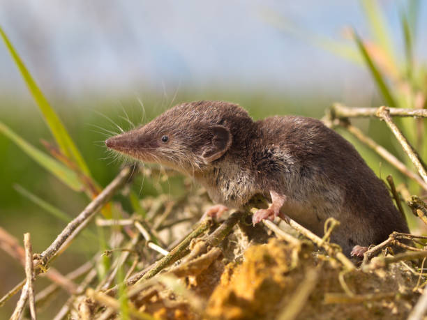 Bicolored White-toothed Shrew stock photo