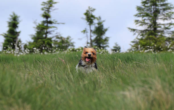 Biewer Terrier in the middle of meadow. Fun face with tongue out. Biewer runs with open mouth. Comic animal head with ears in back and open mouth. Agility. Biewer Yorkshire Terrier is a racer stock photo