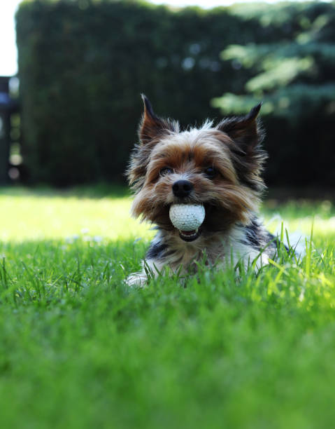 Biewer Yorkshire Terrier lies in grass and in mouth has big golf ball. Relax in the shadow in hot summer days. Puppy with owner plays on retrieval. Obedient, games, outdoor activity stock photo