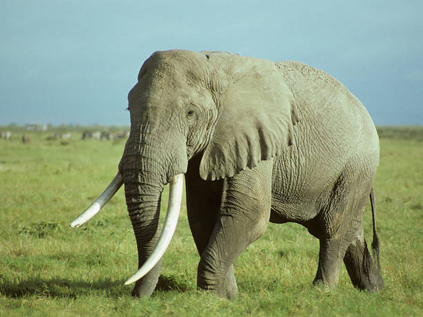 Big African Elephant Bull stock photo
