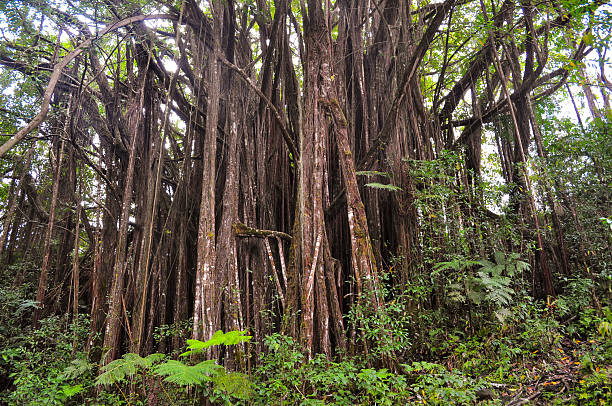 Big Banyan Tree Big Banyan Tree found in the tropical forests of Hawaii. neicebird stock pictures, royalty-free photos & images