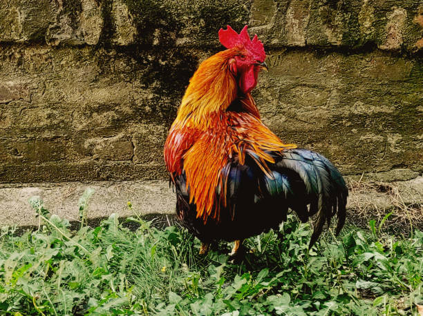 Big beautiful rooster standing on the grass. stock photo