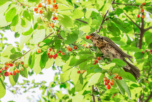 Big bird eat cherries on the tree in the garden