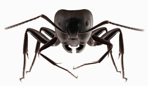 Big black ants stock photo